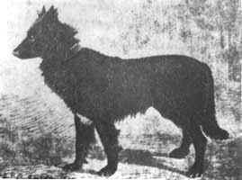 Marquis, den største af de hunde, der var til stede i Cureghem
