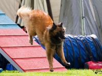 Casa Lilja Amanda, ejer Jørgen Rasmussen, agility 1