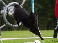 Eternity's Herah, ejer Jette Blixt, agility