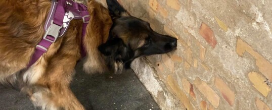 SBH Nose Work DM 2025